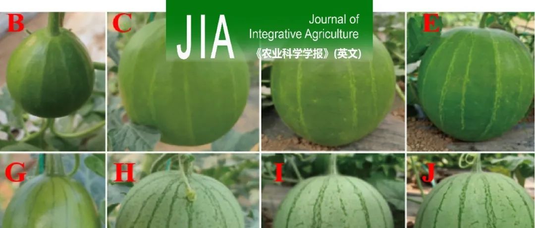 JIA｜河南农业大瓜类分子育种团队鉴定西瓜果皮条纹颜色Clsc基因