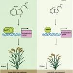 南京农业大学钟山青年研究员一作在Nature子刊发表研究成果！