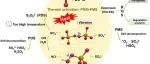 暨南大学朱明山团队WR｜综述：外场效应强化过硫酸盐高级氧化过程的原理与应用