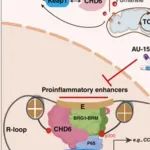 Cancer Res丨 中国科学技术大学张传杰等团队合作研究揭示FH缺乏肿瘤中的潜在药物靶点