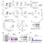 PNAS丨重庆医科大学孙阳等团队合作研究发现RNA结合蛋白RBPMS在动脉粥样硬化和血管损伤中抑制平滑肌细胞驱动的血管重构