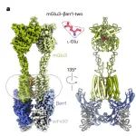 Nat Chem Biol | 南开大学杨雪/沈月全合作揭示了β-Arrestins与代谢型谷氨酸受体mGlu3偶联的分子基础！