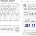 BBA - Mol Basis Dis | 南华大学基础医学院张晓东团队在结直肠癌研究领域取得重要突破