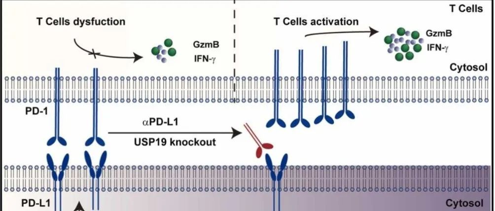 Pharmacol Res | 南华大学基础医学院张晓东团队发现USP19是结直肠癌发生免疫逃逸的关键因子