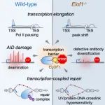 Mol Cell |&#160;复旦大学胡晋川团队与合作者发现抗体多样化新因子ELOF1