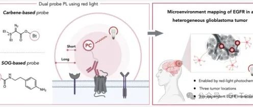 JACS |胶质母细胞瘤EGFR相互作用体的红光多探针光邻近标记