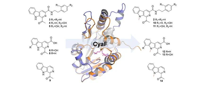 新文发表 JNP | Cyanogramide生物合成中N-甲基转移酶CyaF的结构功能解析