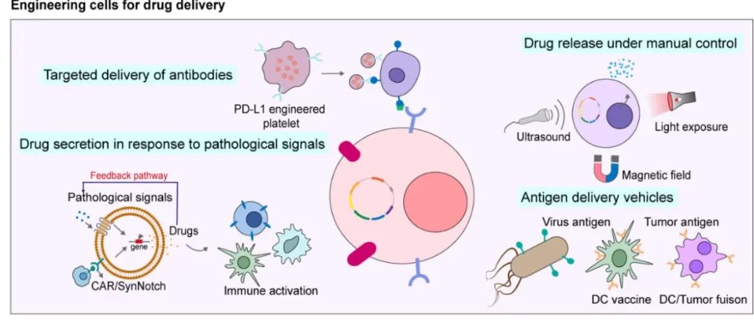 【药物递送】Exploration：基于合成生物学的工程化细胞用于药物递送