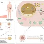 Theranostics | 中山大学朱惠莲课题组发表甜菜碱改善肝细胞癌预后的最新成果