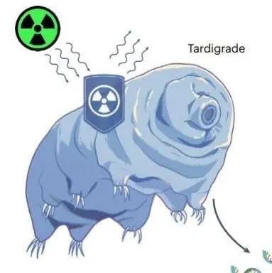 向“地表最强生物”偷师！MIT科学家找到了减轻放疗副作用的新方法