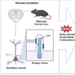 Neuron | 清华大学时松海/史航首次揭示了小鼠前额叶皮层兴奋性神经元上的初级纤毛调控动物压力的新机制!