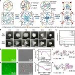 北京工业大学赵治、宋晓艳教授团队 Adv. Mater.: 独特分子网络构造方法创造负溶胀凝胶