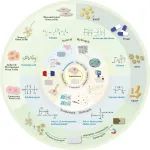 华科大杨光教授团队《Bioact. Mater.》综述：含有生物活性分子和干细胞的载体型水凝胶用于缺血性脑卒中治疗