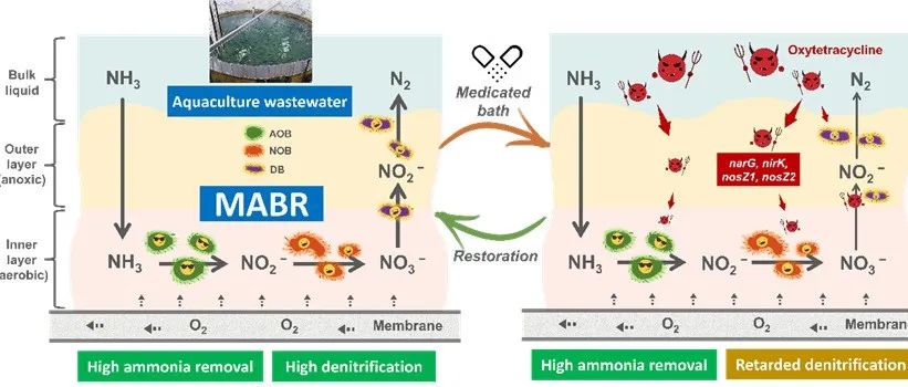 广东工业大学杨志峰院士团队马金星课题组WR：分层生物膜结构驱动MABR实现水产养殖药浴废水高效除氨