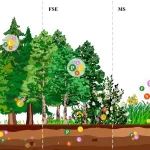 Plant Soil | 韩兴国/姜勇团队发现进化史塑造了森林-草原过渡带植物元素组和生物地球化学生态位