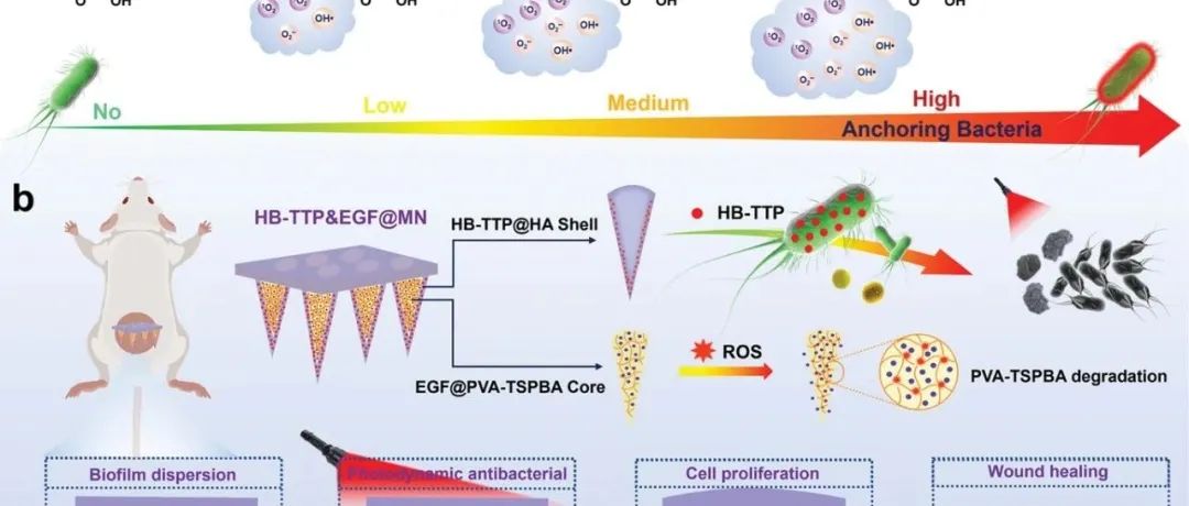 文献分享 | AFM | 基于同步高效 I/II 型光敏剂的 ROS 响应式核壳微针，用于光动力对抗细菌生物膜感染