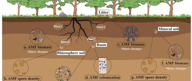 华南植物园揭示氮沉降对热带森林丛枝菌根真菌和土壤碳储量的影响