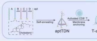 JACS|  基于DNA纳米连接体介导的单核细胞搭载策略增强实体瘤中T细胞浸润及免疫效应