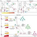 复旦大学杨中芹等团队合作最新PNAS