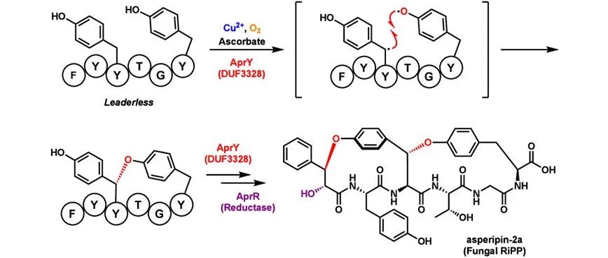 阅读 JACS丨铜离子依赖DUF3328酶催化真菌RiPPs侧链的大环化