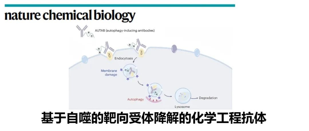 Nat. Chem. Biol. | 基于自噬的靶向受体降解的化学工程抗体