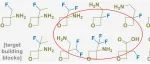 分子砌块设计：氟与氧杂环丁烷的高效结合