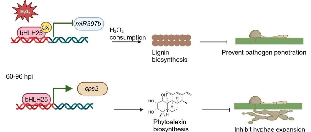 JIPB丨热点评论：bHLH25 通过感知过氧化氢调控水稻抗病的分子机制