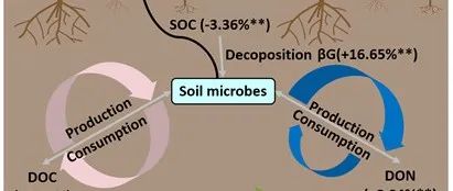 土壤碳循环新发现：氮添加与气候变暖如何影响土壤可溶性有机碳？