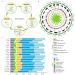 河南农业大学农学院青年教师一作在Nature子刊发表小麦多组学数据库及小麦茎基腐病抗性机制研究