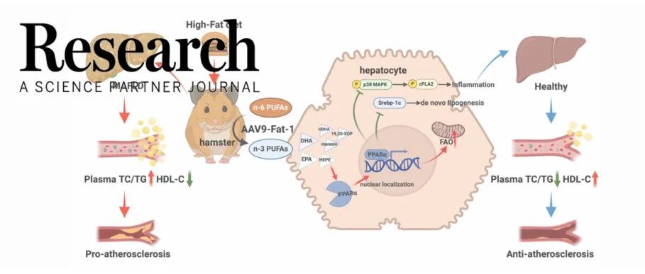 Research|北京大学冼勋德课题发现引入线虫Fat-1可跨物种治疗MAFLD与动脉粥样硬化