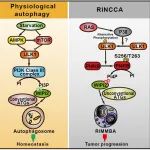 【科技前沿】Cell Research｜葛亮/张敏/冯杜合作报道RAS突变肿瘤过程中特异性自噬的调控机制