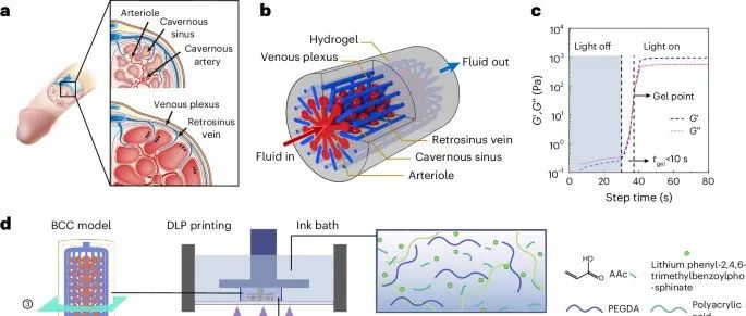 施雪涛教授、梁锦荣教授、王迎军院士 Nat. Biomed. Eng.: 3D打印水凝胶仿生阴茎海绵体 ...