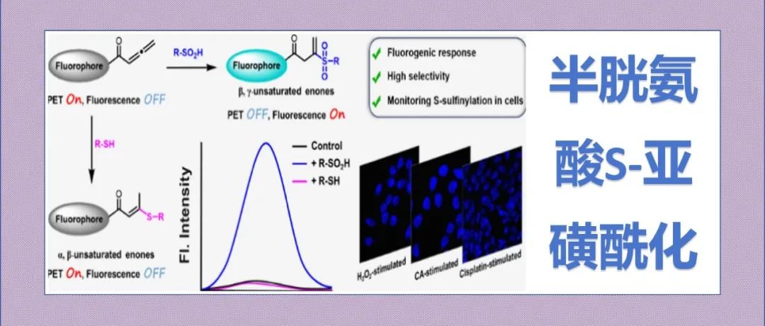 文献分享|1,2-烯酮基荧光探针用于活细胞中S-S亚磺酰化的成像