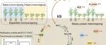 多样化种植制度丨RESOUR ENVIRON SUST：间作实现了长期增产和N2O减排的双重目标