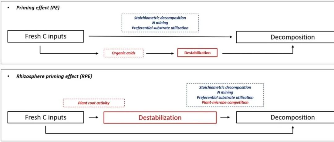 综述文章丨SOIL BIOL BIOCHEM：激发效应和根际激发效应的区别：概念和机制