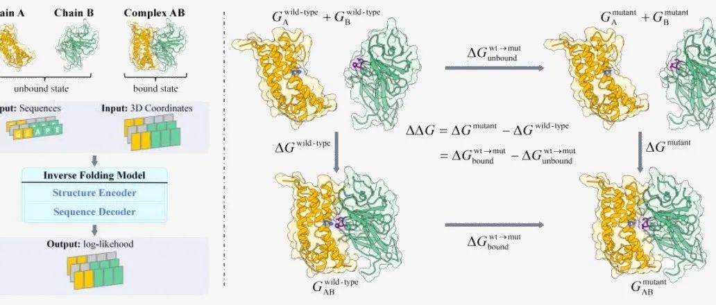 ICLR2025｜浙江大学沈春华等：玻尔兹曼对齐技术，准确预测蛋白质结合自由能