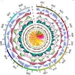 西北农林科技大学农学院博士生一作在植物科学一区Top期刊（IF5y:10.5）发布芥菜型油菜完整基因组及泛基因组