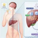 J Hepatol | 华中科技大学兰培祥等发现酸性神经元信号能够减轻巨噬细胞介导的肝损伤！