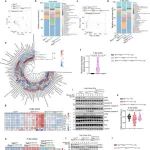 袁钧瑛院士团队最新Nature子刊