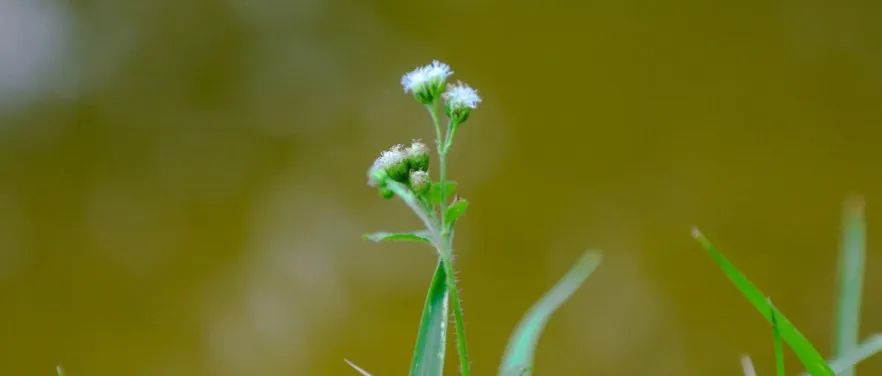 Nature再爆猛料！农大再取重要研究进展，将解决植物科学领域多年难题！