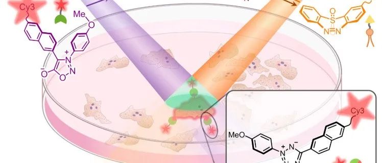川大余志鹏教授团队：双波长光相交控制的光点击反应实现亚细胞时空精准生物正交标记：一种七元硫杂环偶氮苯二氧化物光开关的生物正交