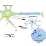 Cell Reports | 浙江大学徐贞仲团队发文揭示少突胶质细胞调控帕金森病发展的分子机制