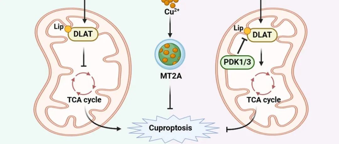 Cancer Cell | 南京医科大学姚兵团队揭示肿瘤缺氧微环境驱动铜死亡抵抗的机制