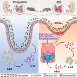 Immunity | 天津医科大学周洁教授团队揭示新生儿肠炎的免疫病理新机制