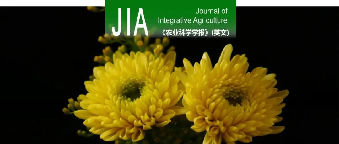 JIA｜南京农业大学菊花遗传与种质创新团队在解析菊花氮素利用效率的关键调控因子方面取得新进展