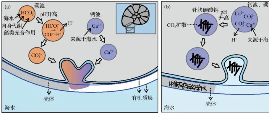 “生命效应”对礁区大型底栖有孔虫壳体碳氧同位素的影响