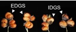 继Cell/MP后，中科院遗传发育所谢旗团队再发Nature Plants！揭示高粱种子“双胞胎”形成机制