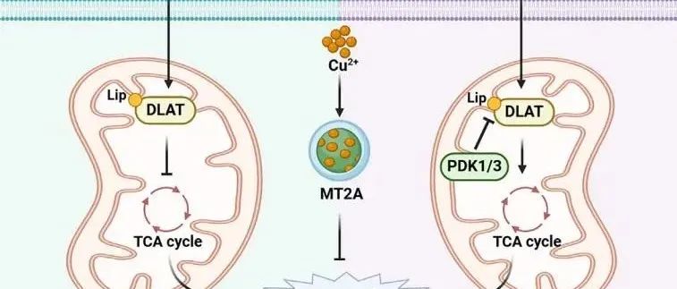 Cancer Cell | HIF-1α是肿瘤中铜死亡抵抗的驱动因子