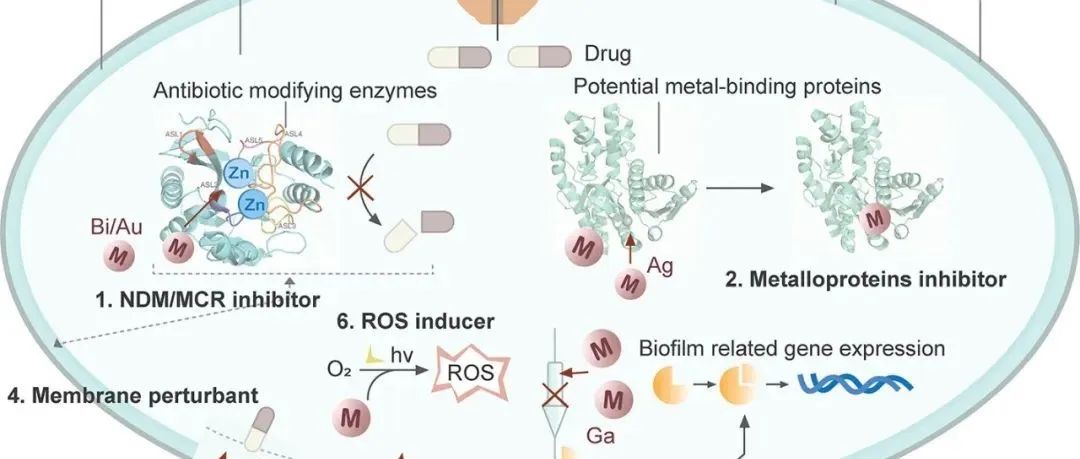 【J.Am.Chem.Soc】基于金属的抗微生物药物耐药性方法：机制、机遇和挑战-文献精读