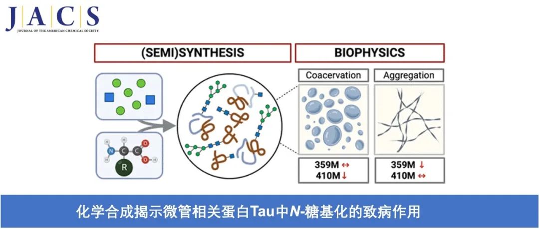 JACS | 化学合成揭示微管相关蛋白Tau中N-糖基化的致病作用